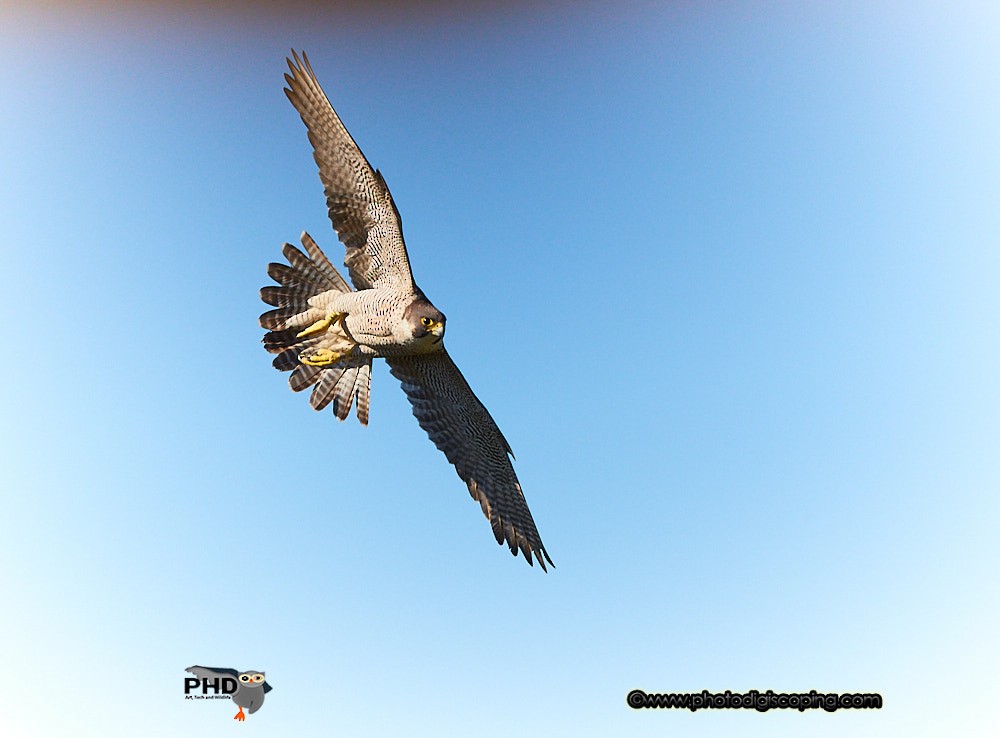 Peregrine Falcon (Mediterranean) - ML237113601