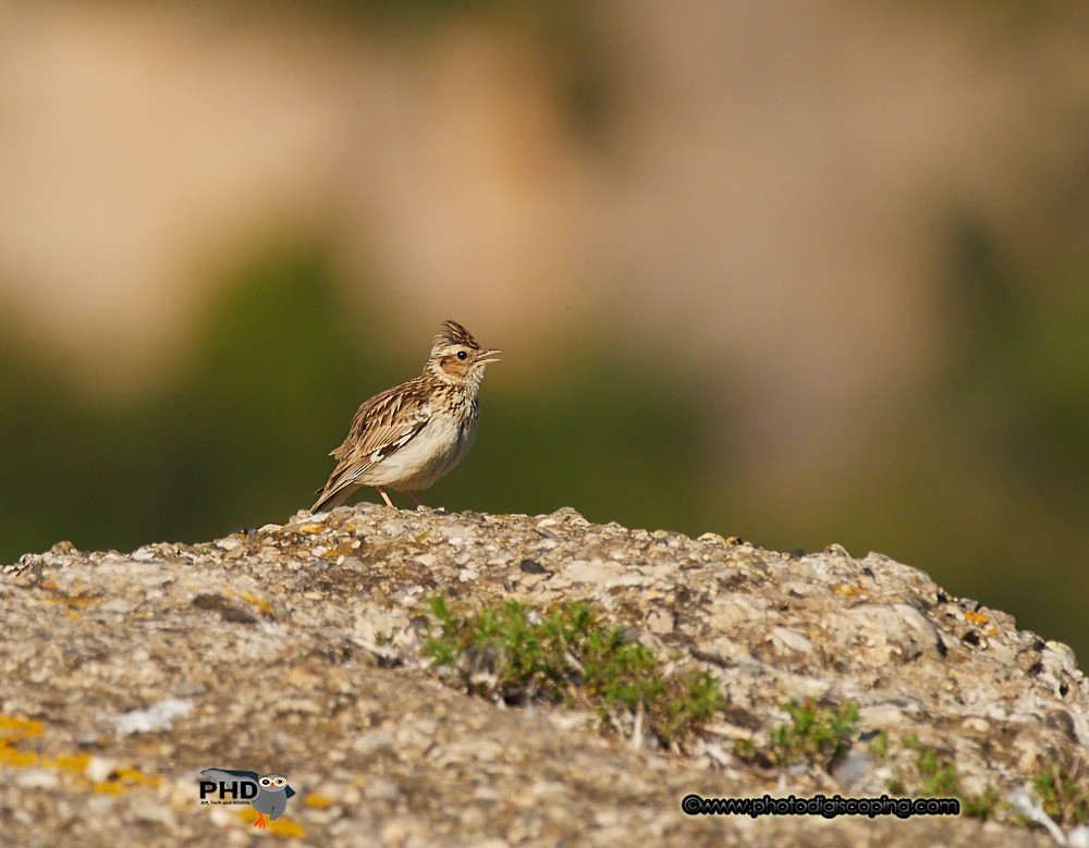 Wood Lark - ML237113641