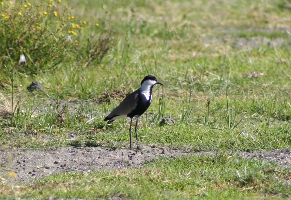 Spur-winged Lapwing - Lindsey Mitchell