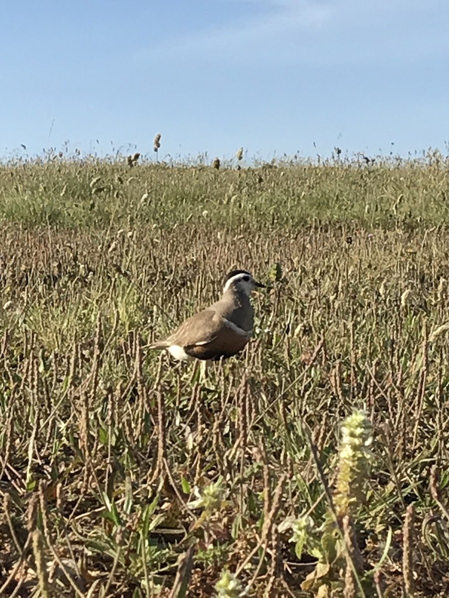 Eurasian Dotterel - ML237119171