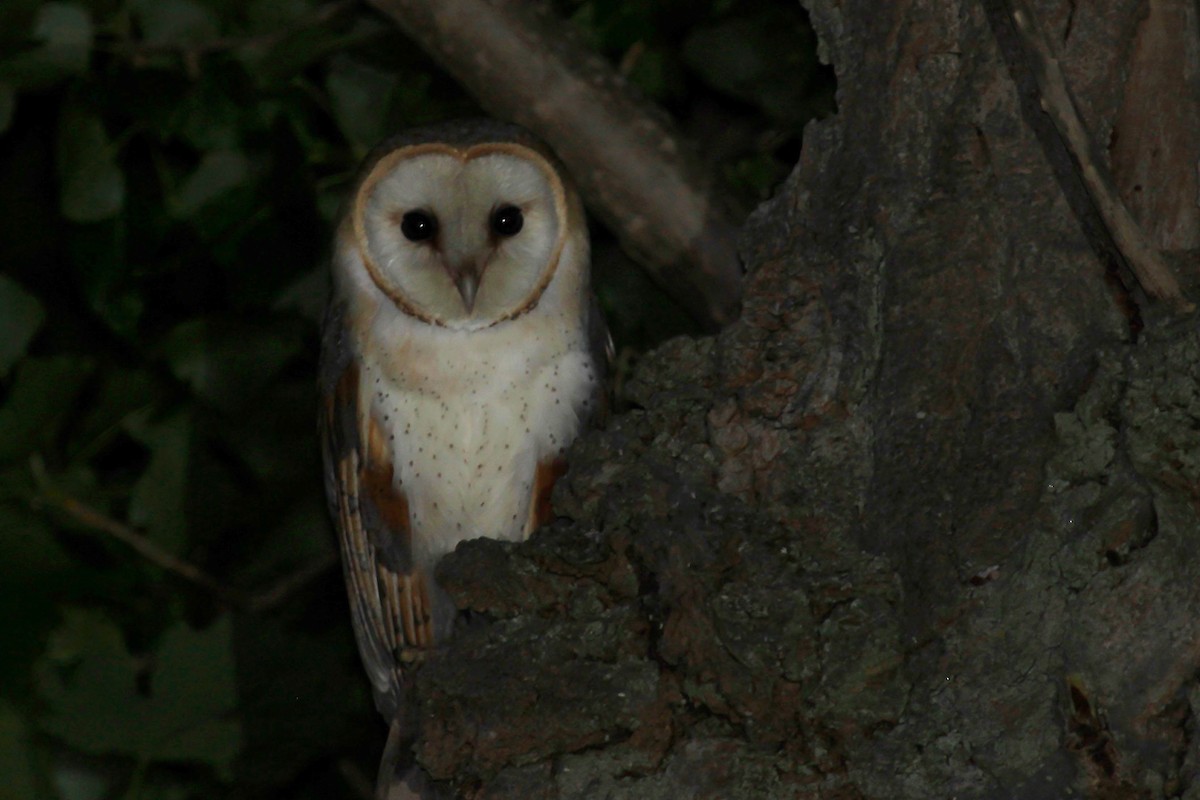 Barn Owl - César Diez González