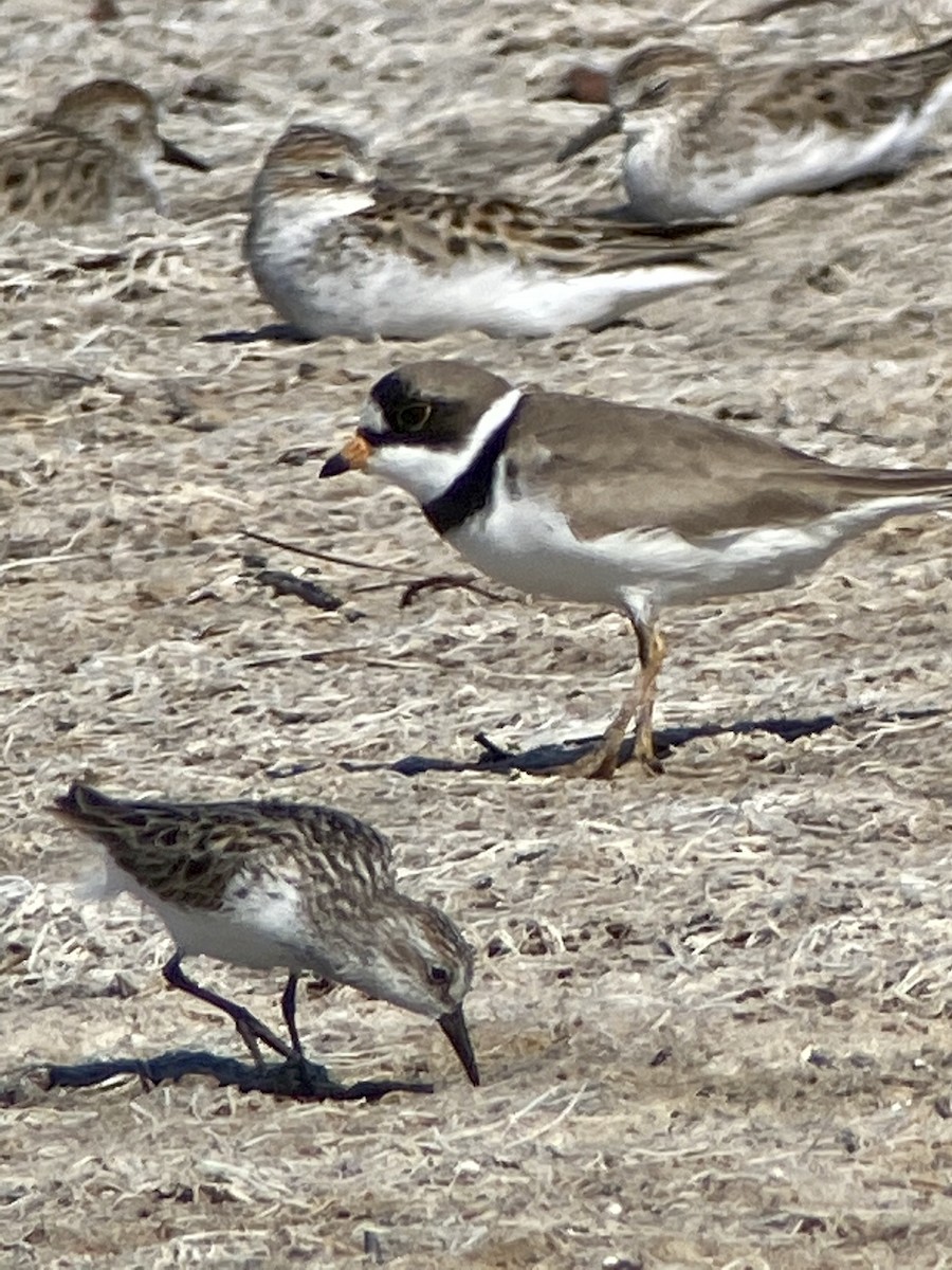 Semipalmated Plover - ML237119611