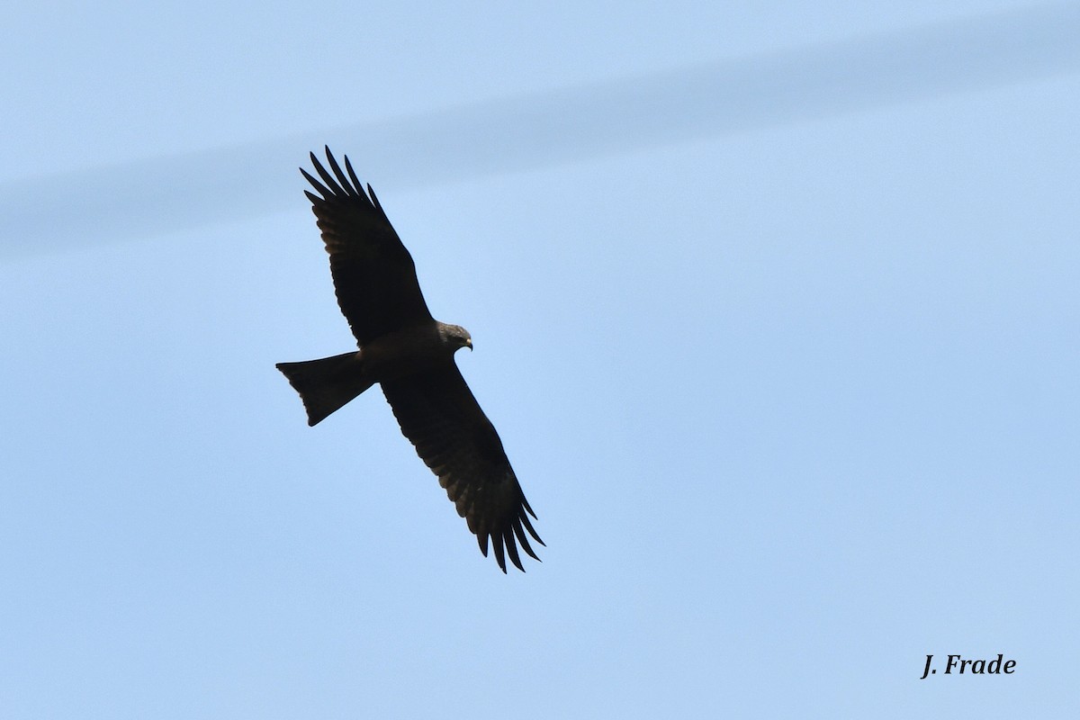 Black Kite - José Frade