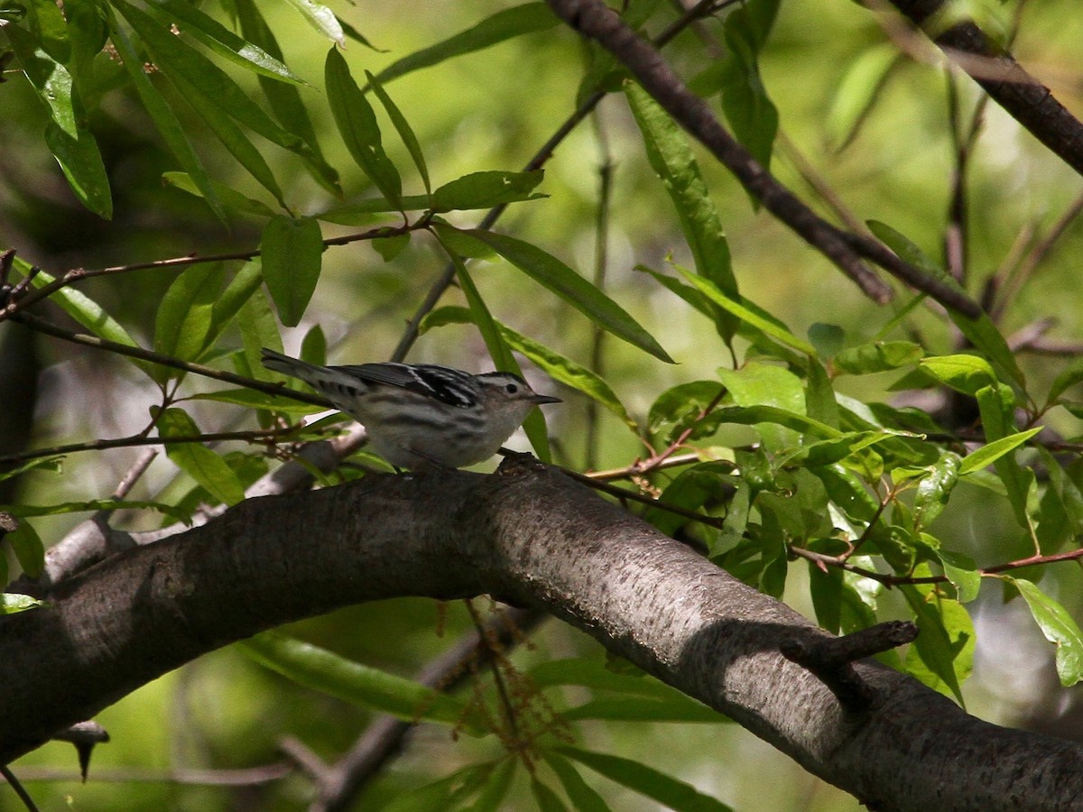 Black-and-white Warbler - ML237123621