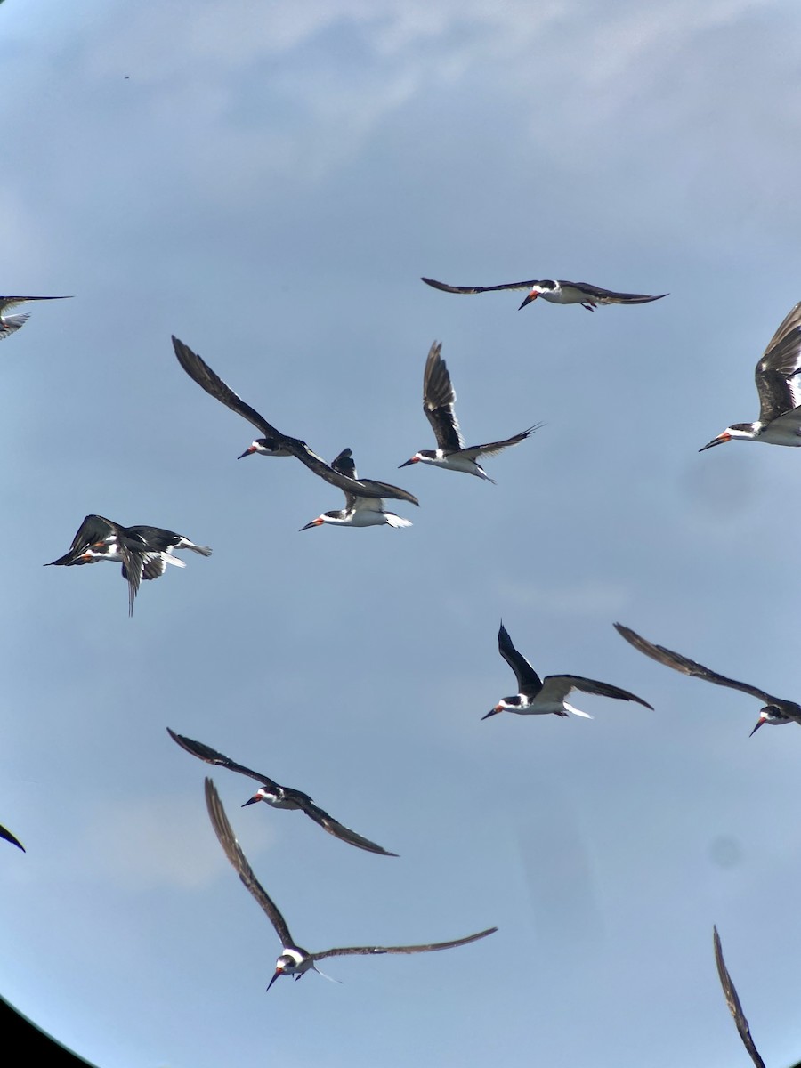 Black Skimmer - ML237123871