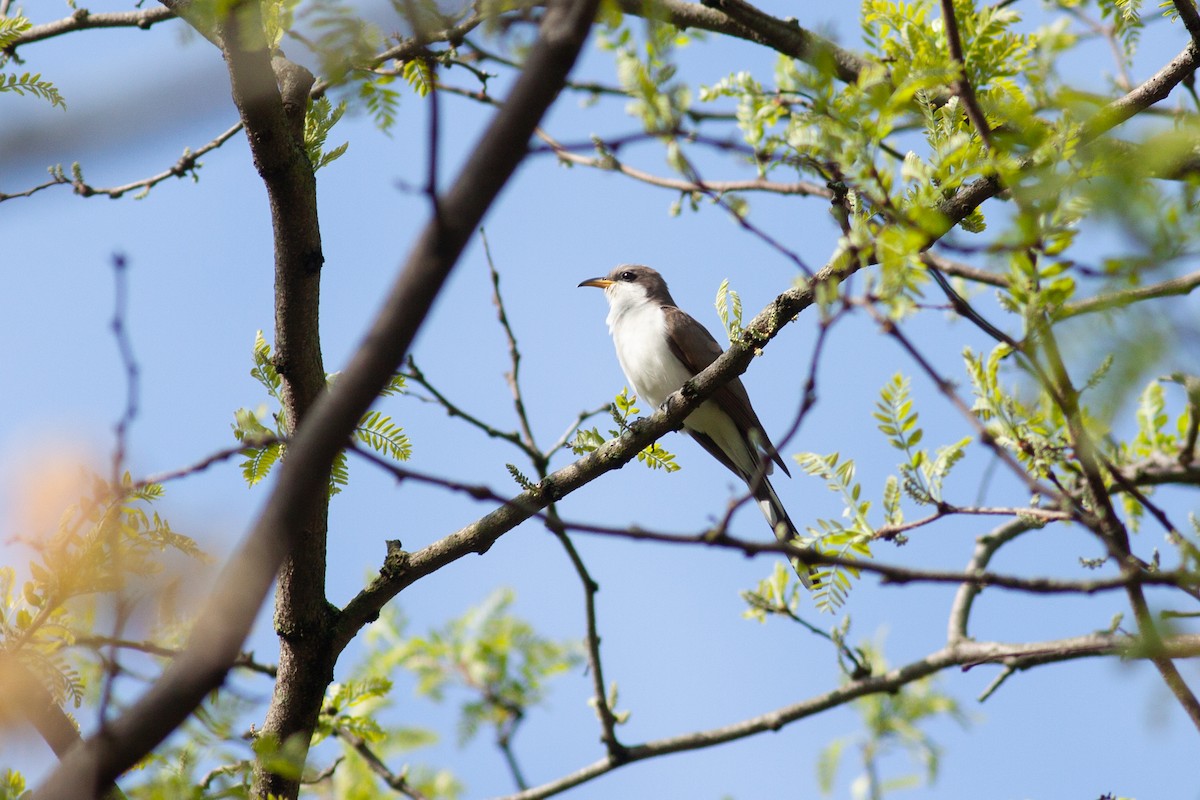 Yellow-billed Cuckoo - ML237123951