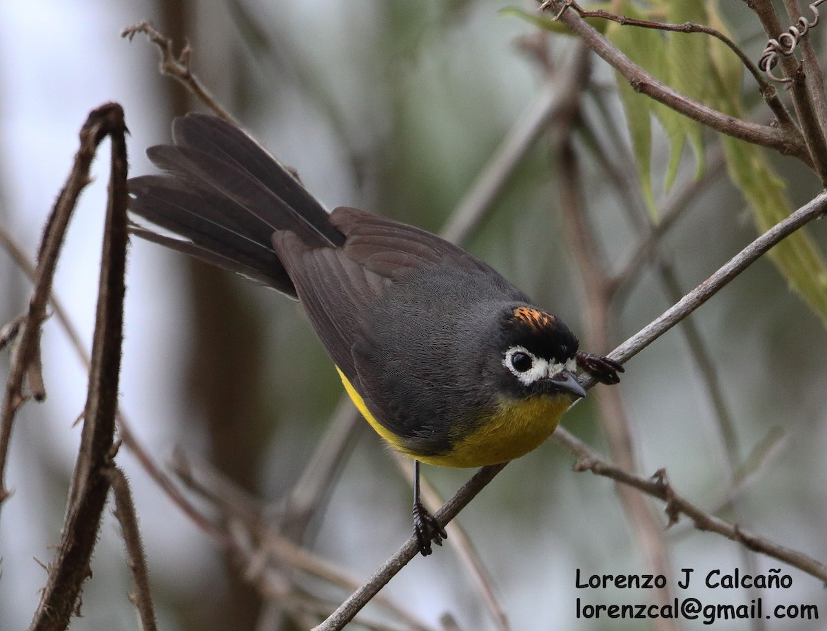 White-fronted Redstart - ML237125541