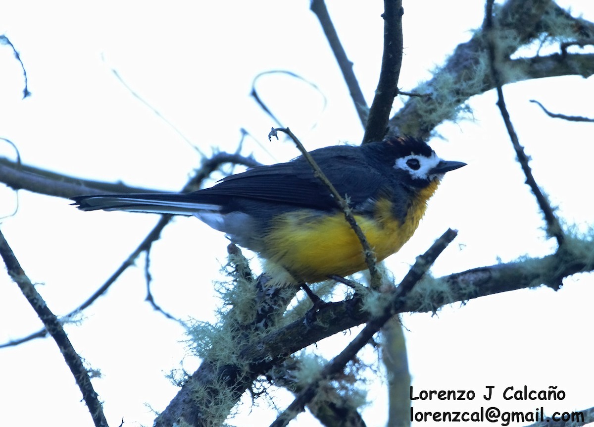 White-fronted Redstart - Lorenzo Calcaño