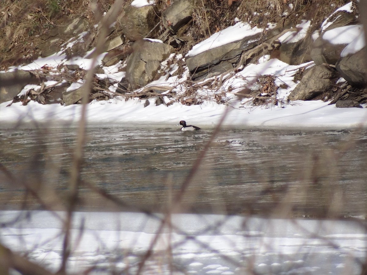 Ring-necked Duck - ML23712961