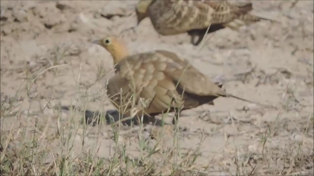 Chestnut-bellied Sandgrouse (Asian) - ML237130011