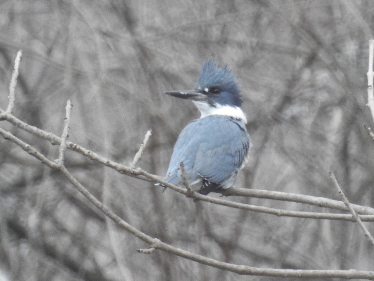 Belted Kingfisher - Al S