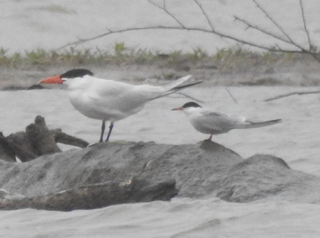Common Tern - ML237133521