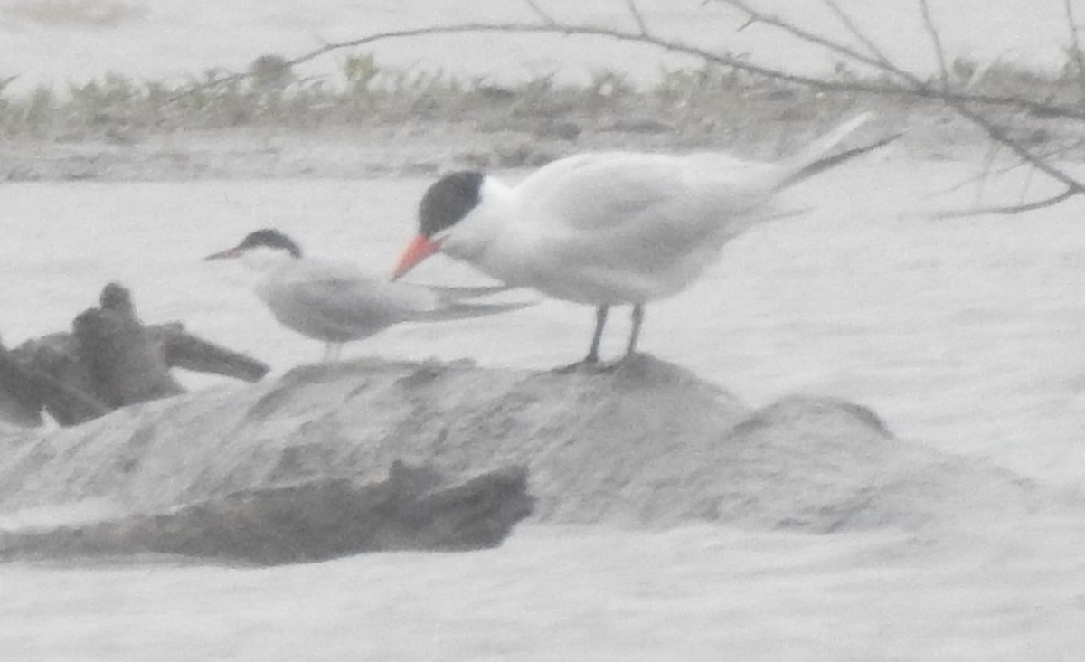 Common Tern - ML237133611