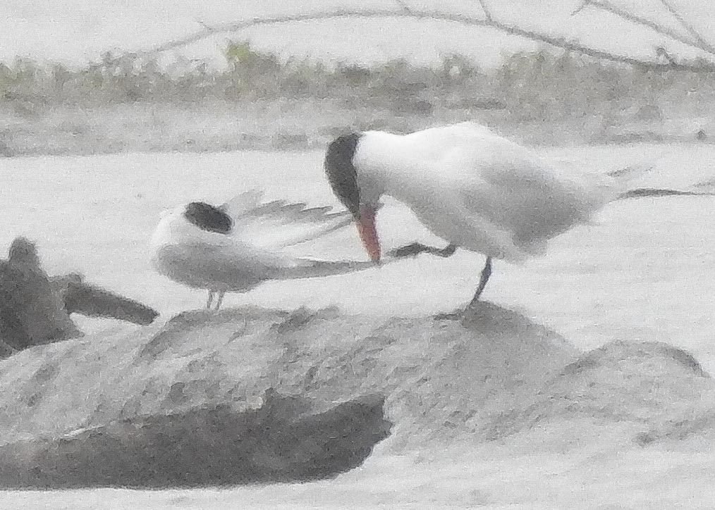 Common Tern - ML237133681
