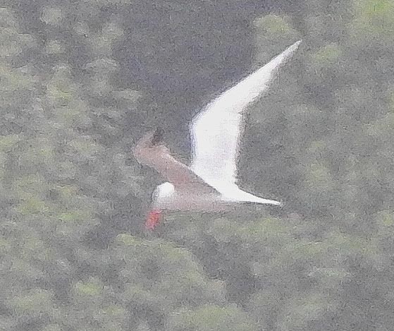 Caspian Tern - ML237133781