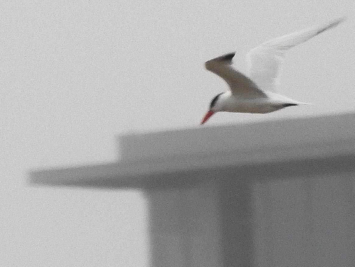 Caspian Tern - ML237133821
