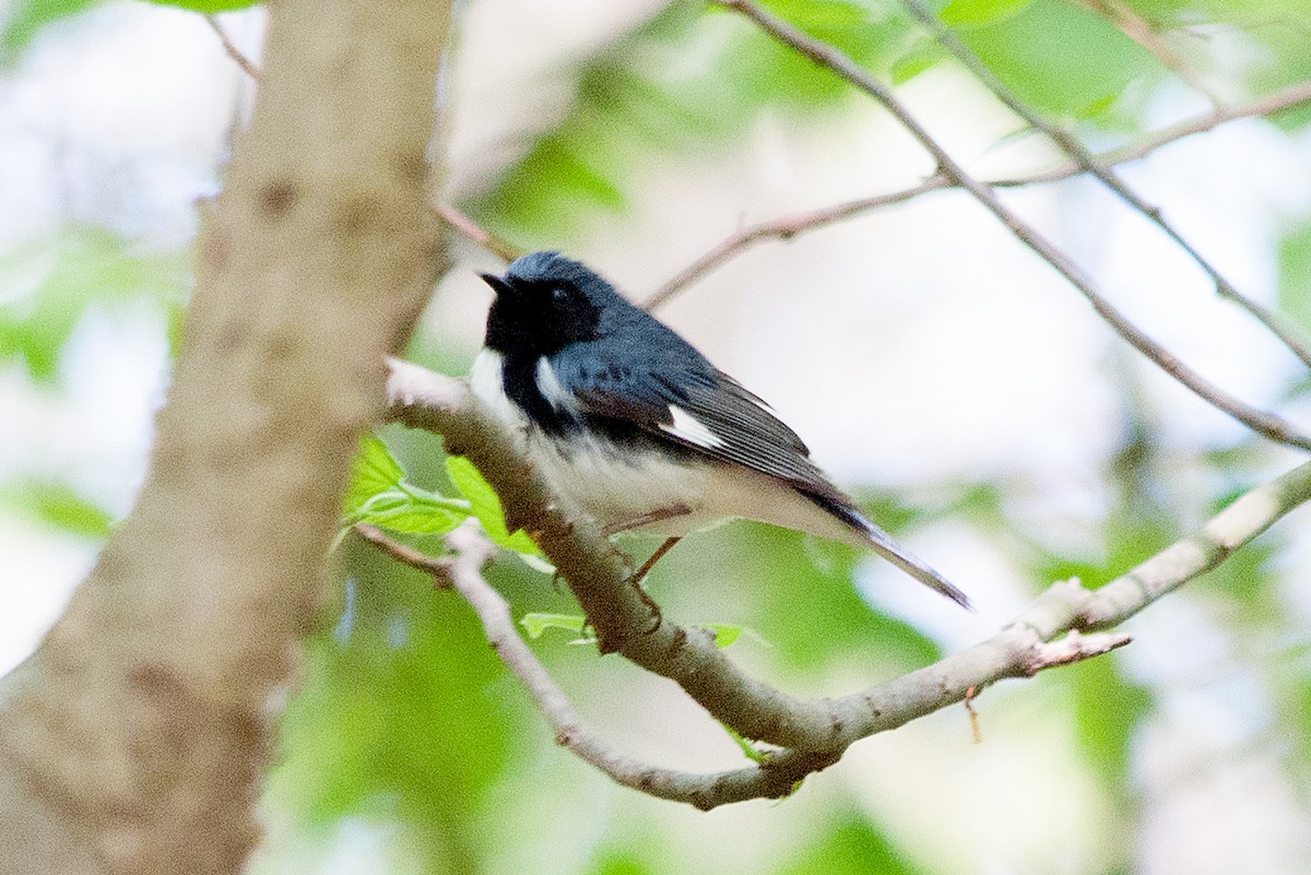 Black-throated Blue Warbler - ML237134781