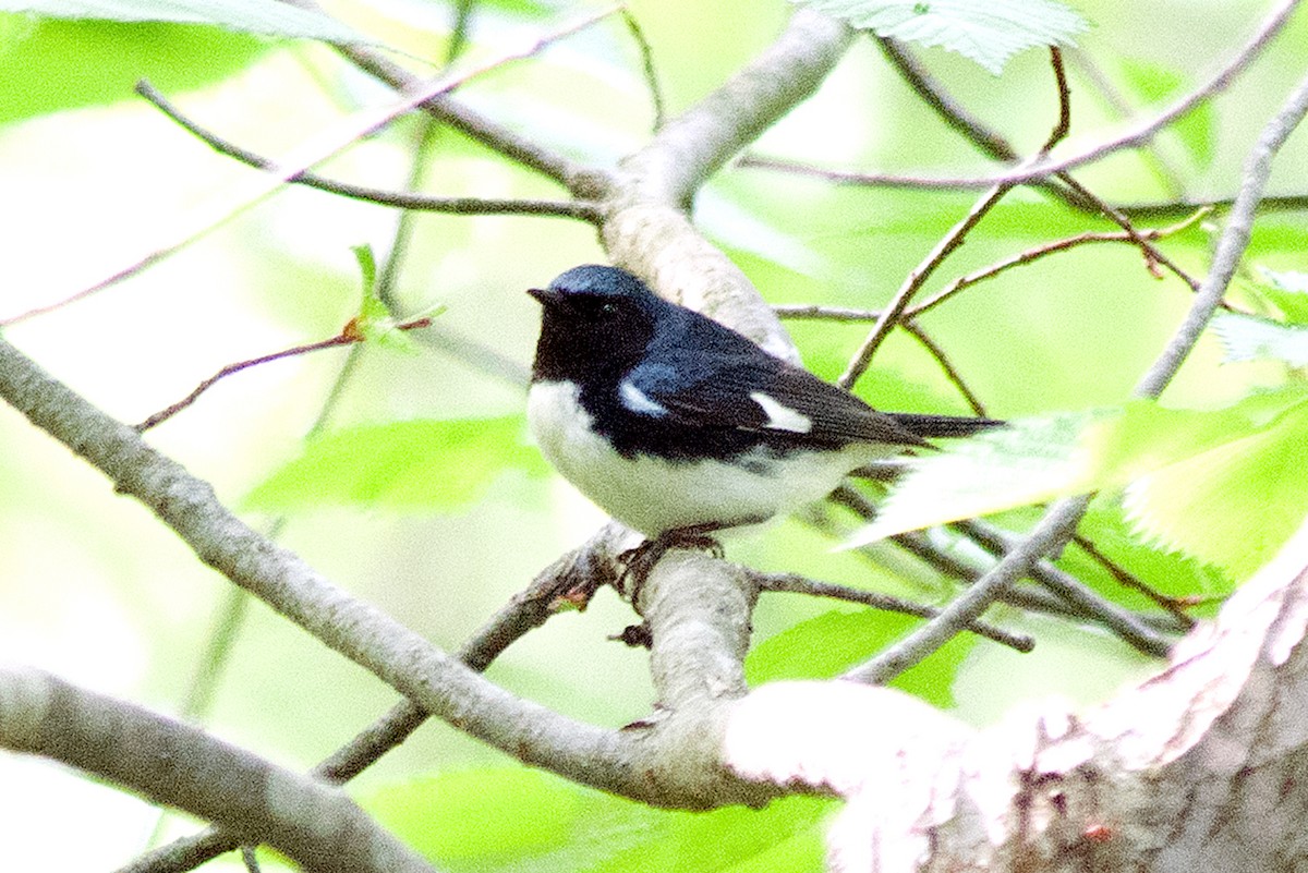 Black-throated Blue Warbler - ML237134811