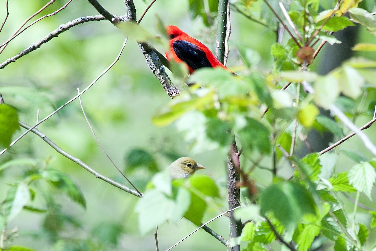 Scarlet Tanager - ML237134971