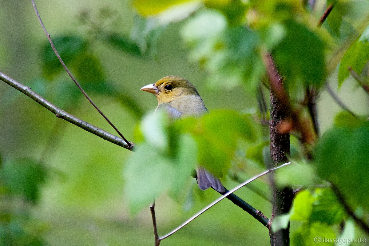 アカフウキンチョウ - ML237134981