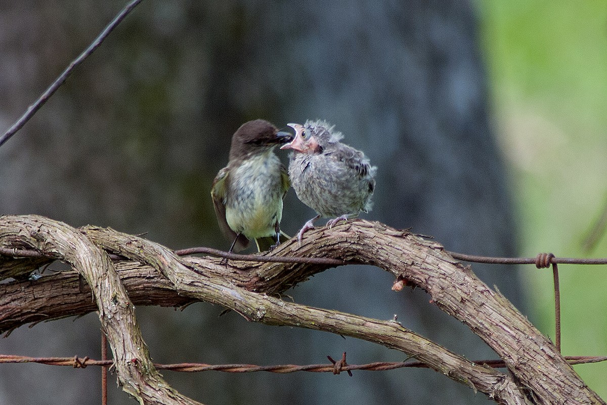 Eastern Phoebe - ML237135671