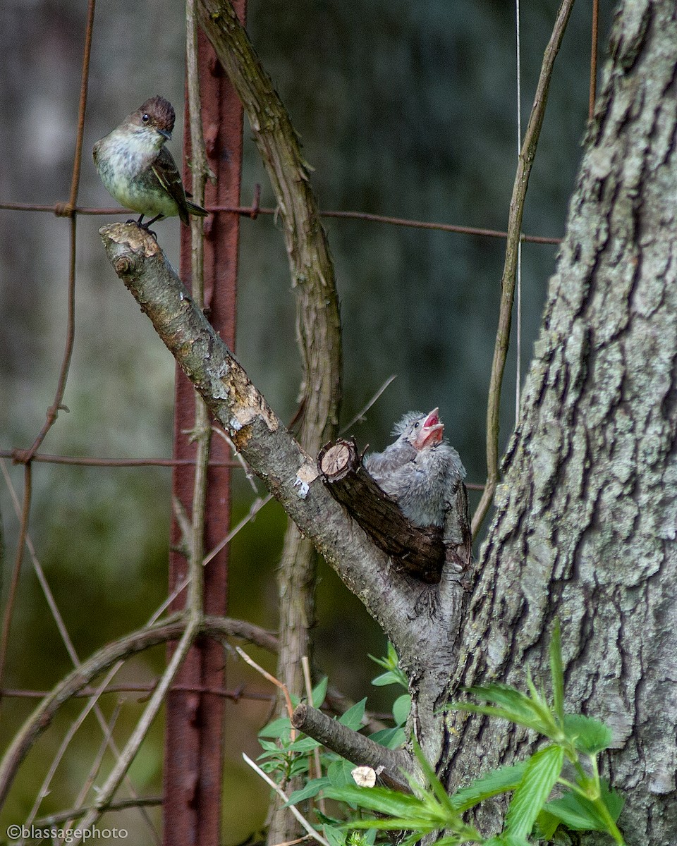 Eastern Phoebe - ML237135741