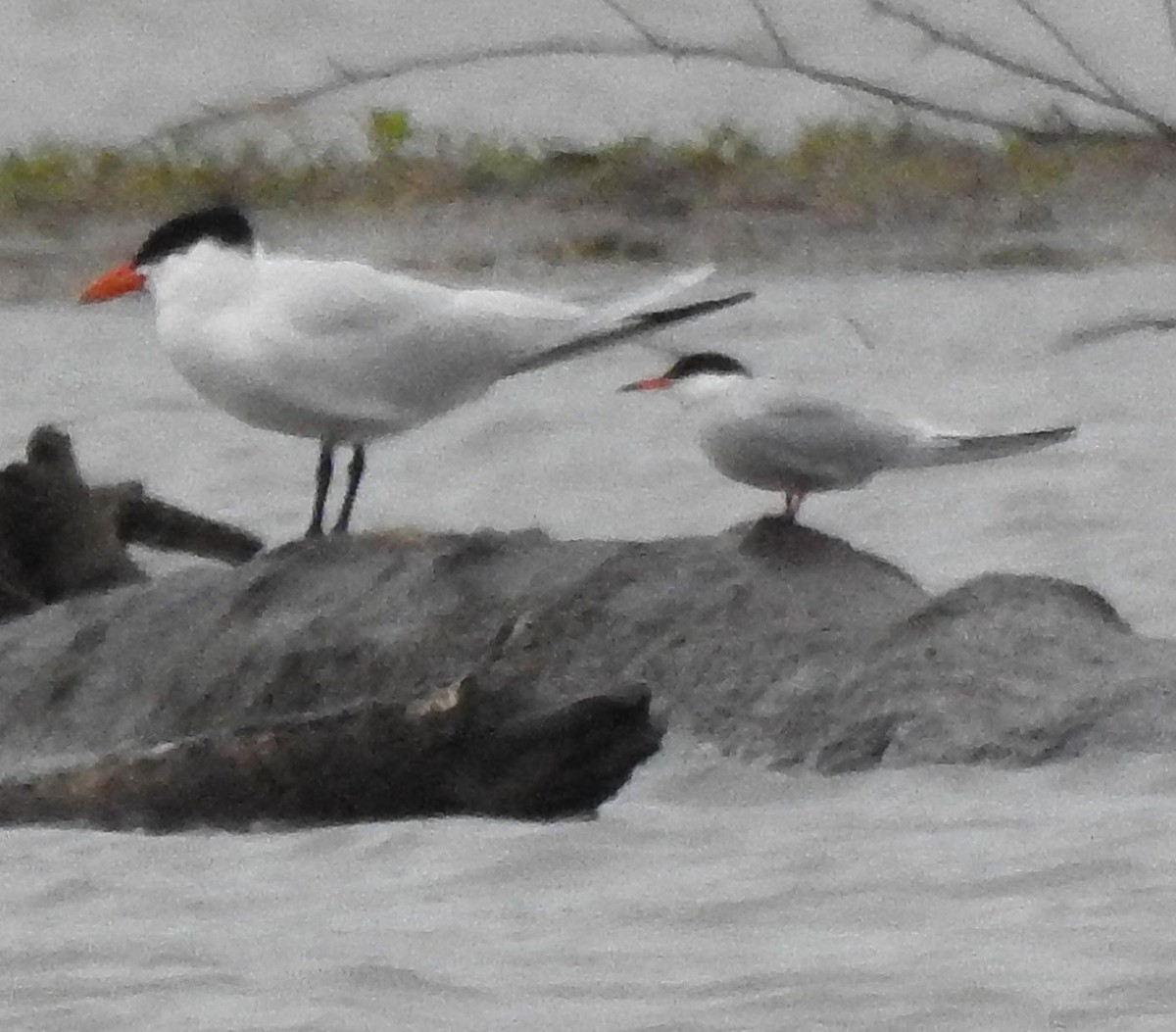 Common Tern - ML237135941
