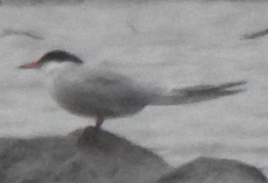 Common Tern - ML237135951