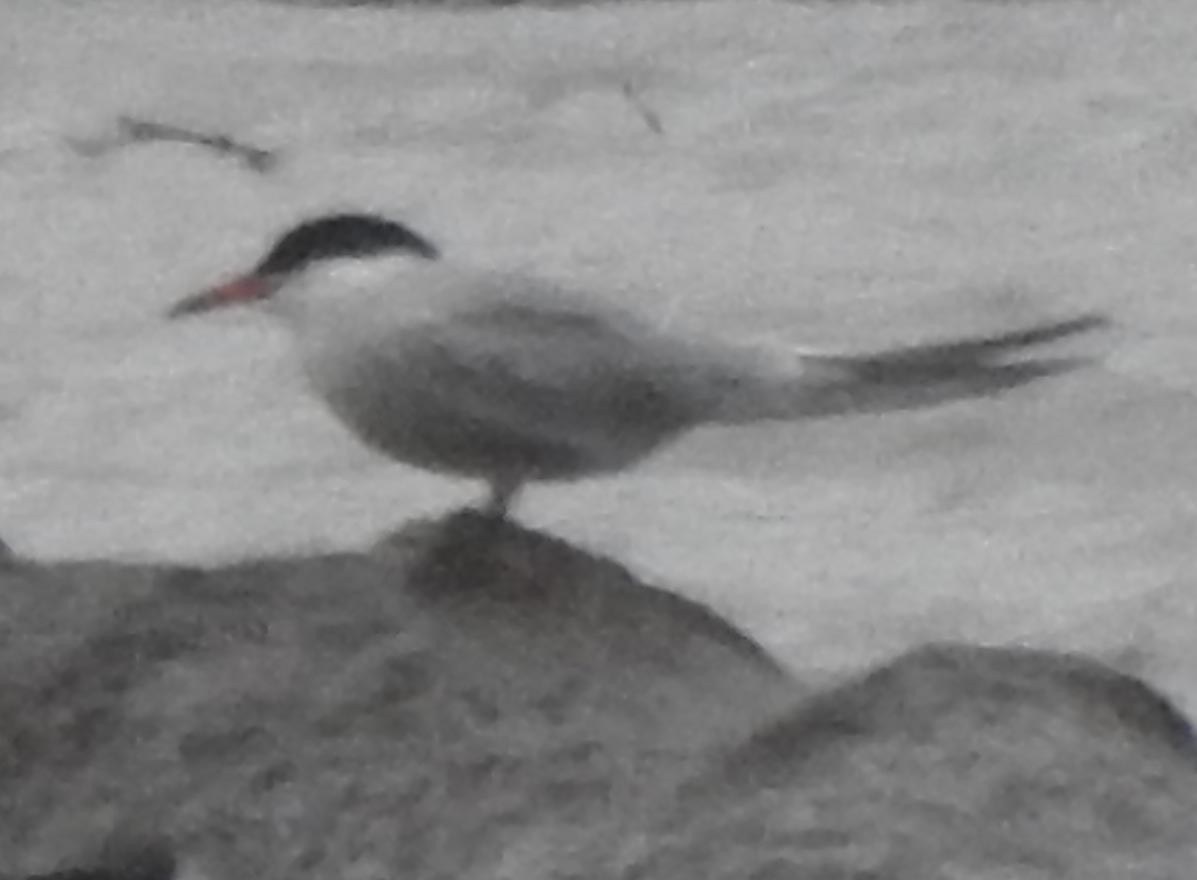 Common Tern - ML237135971