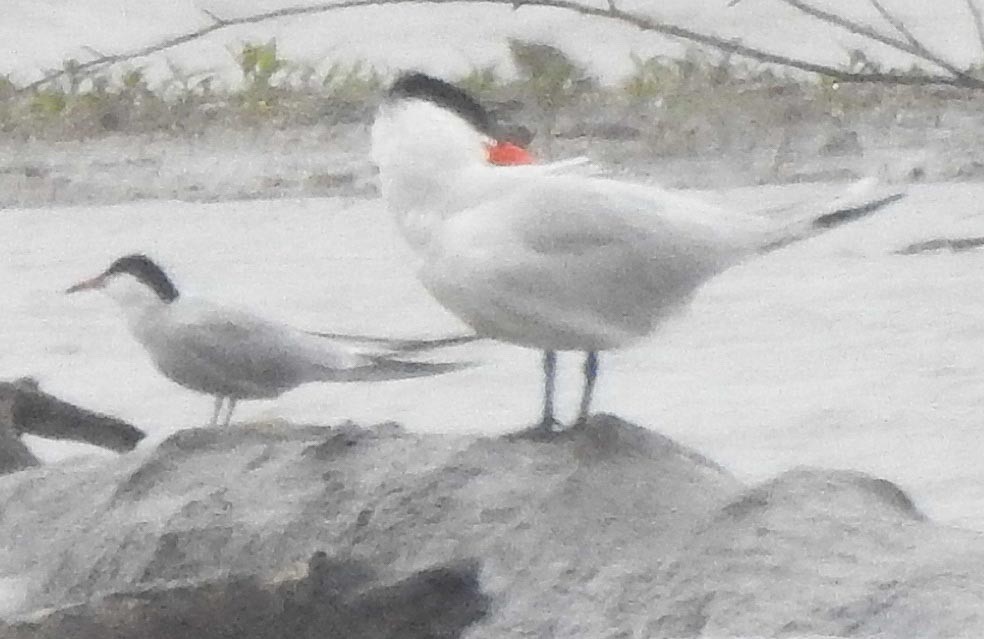 Common Tern - ML237135991