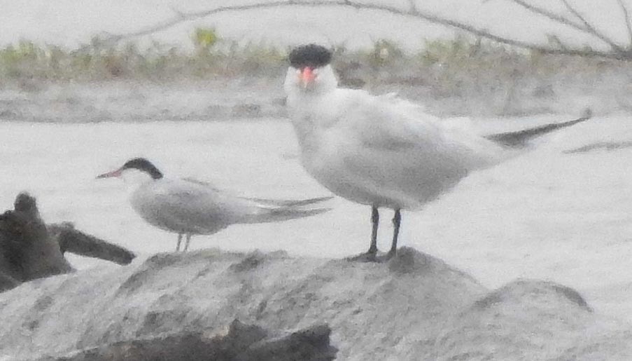 Common Tern - ML237136001