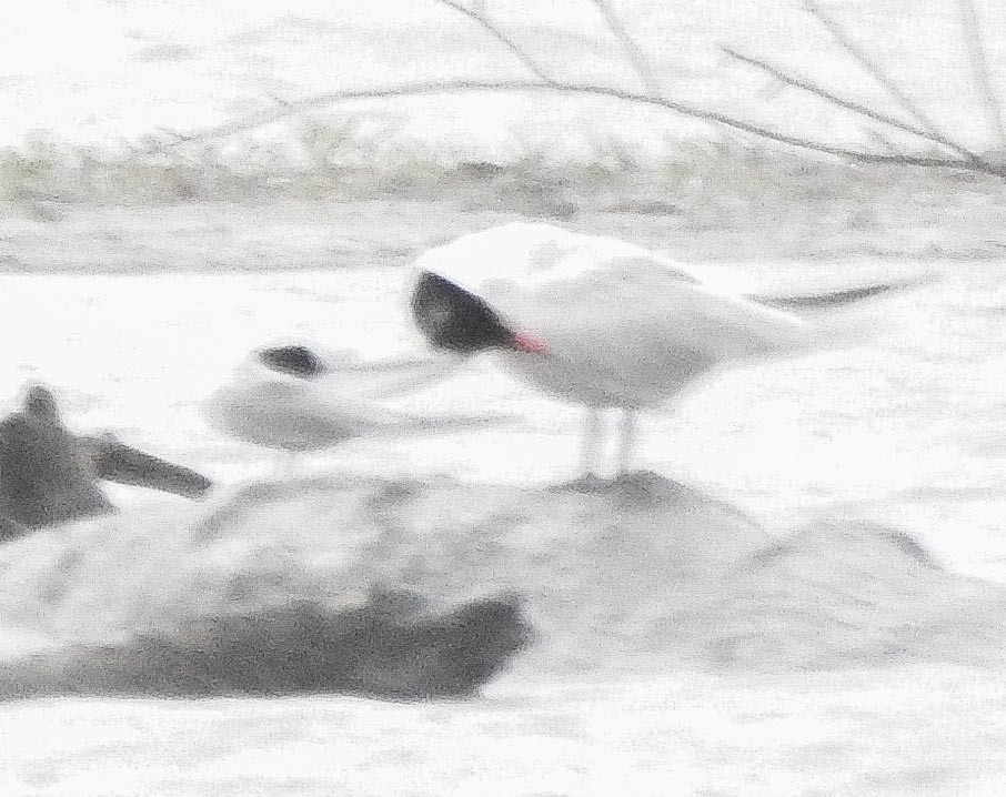 Common Tern - ML237136071