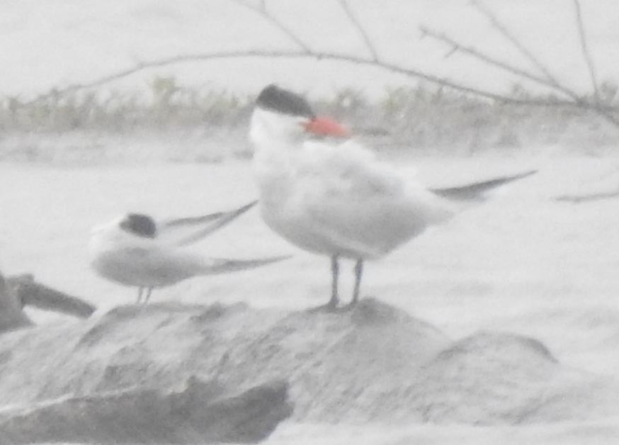 Common Tern - ML237136081