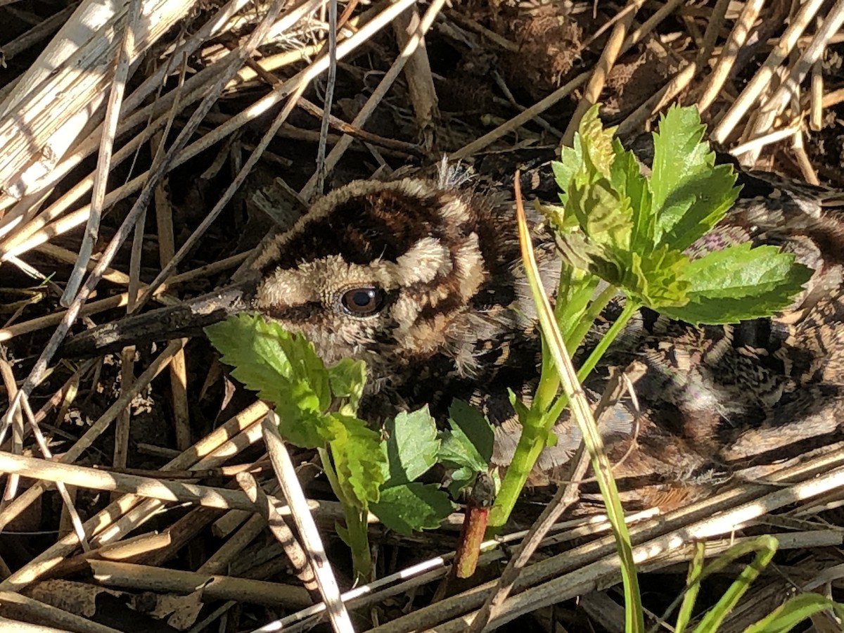 American Woodcock - ML237137981