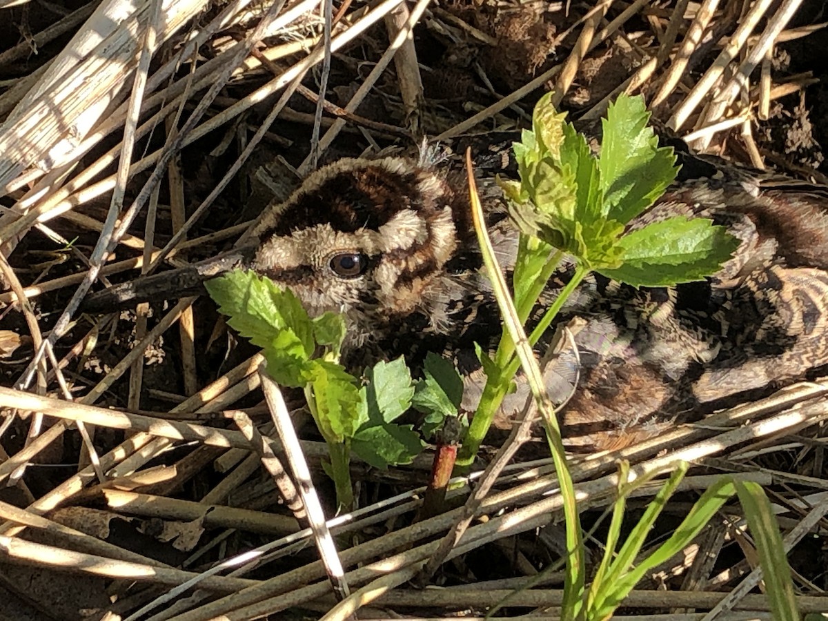 American Woodcock - ML237137991