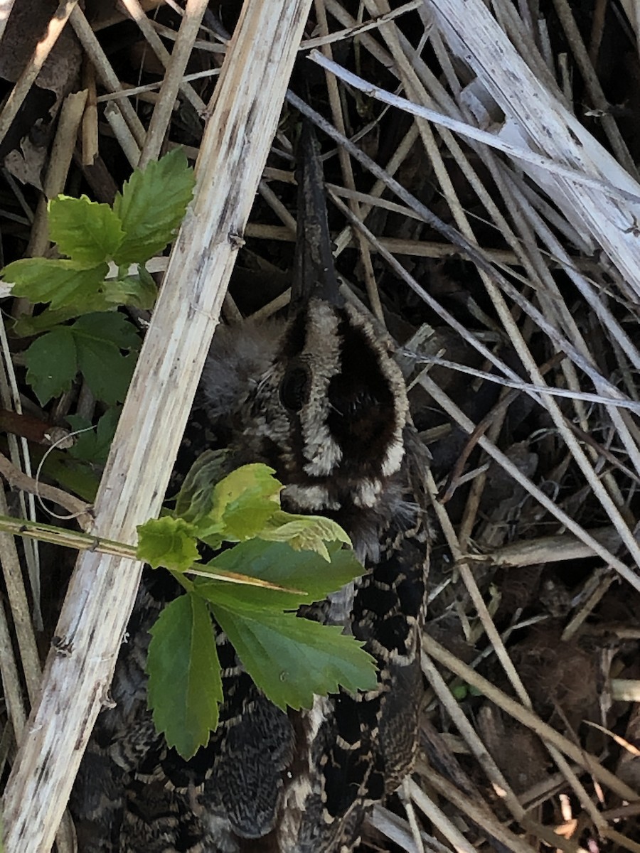 American Woodcock - ML237138011