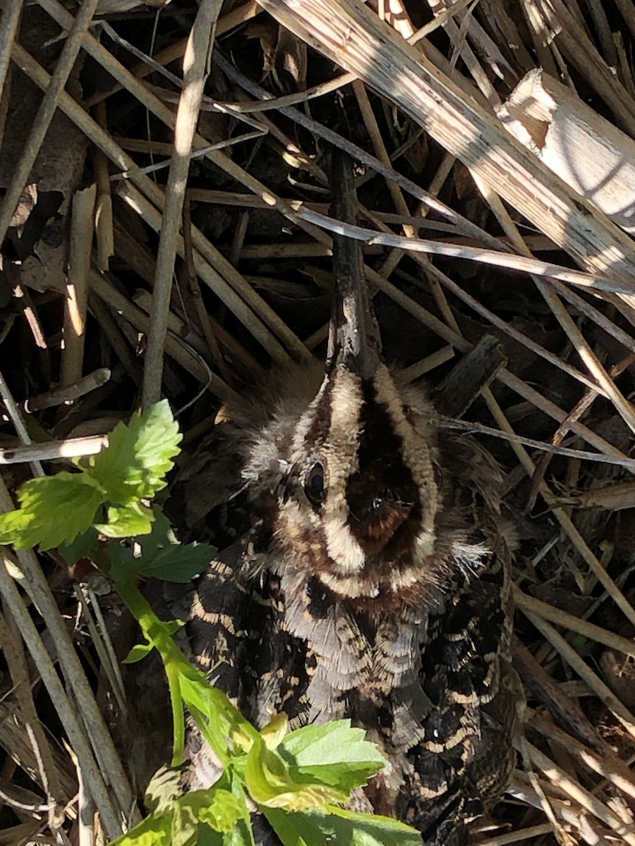 American Woodcock - ML237138031