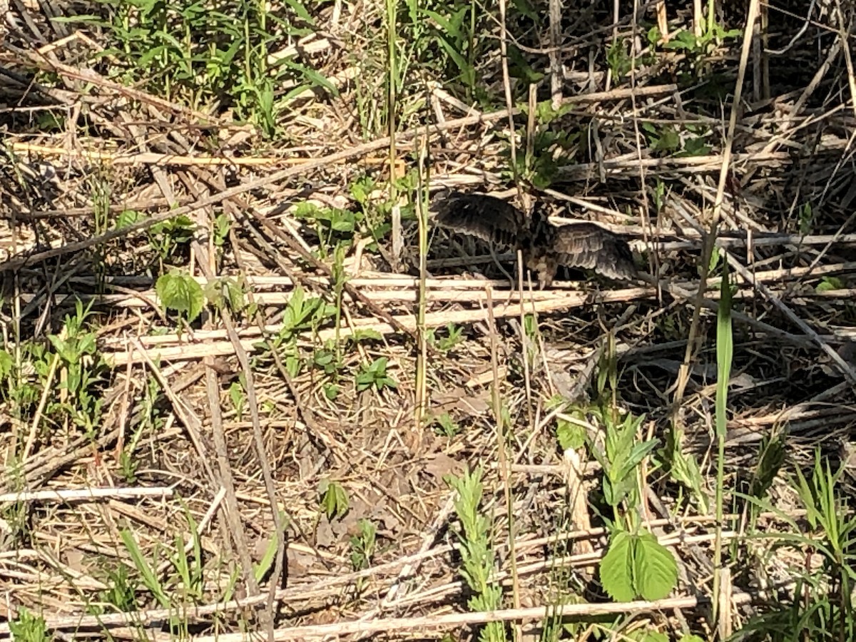 American Woodcock - ML237138151