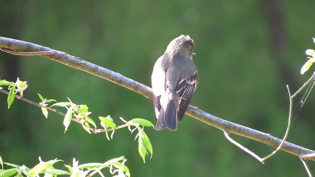 Eastern Wood-Pewee - ML237138361