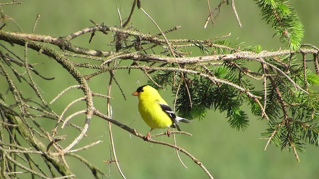 Американский чиж - ML237138571