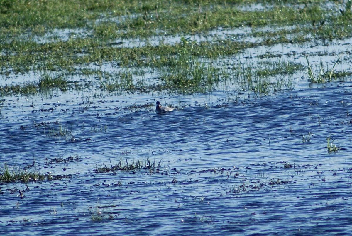 Red-necked Phalarope - Ethan Kibbey