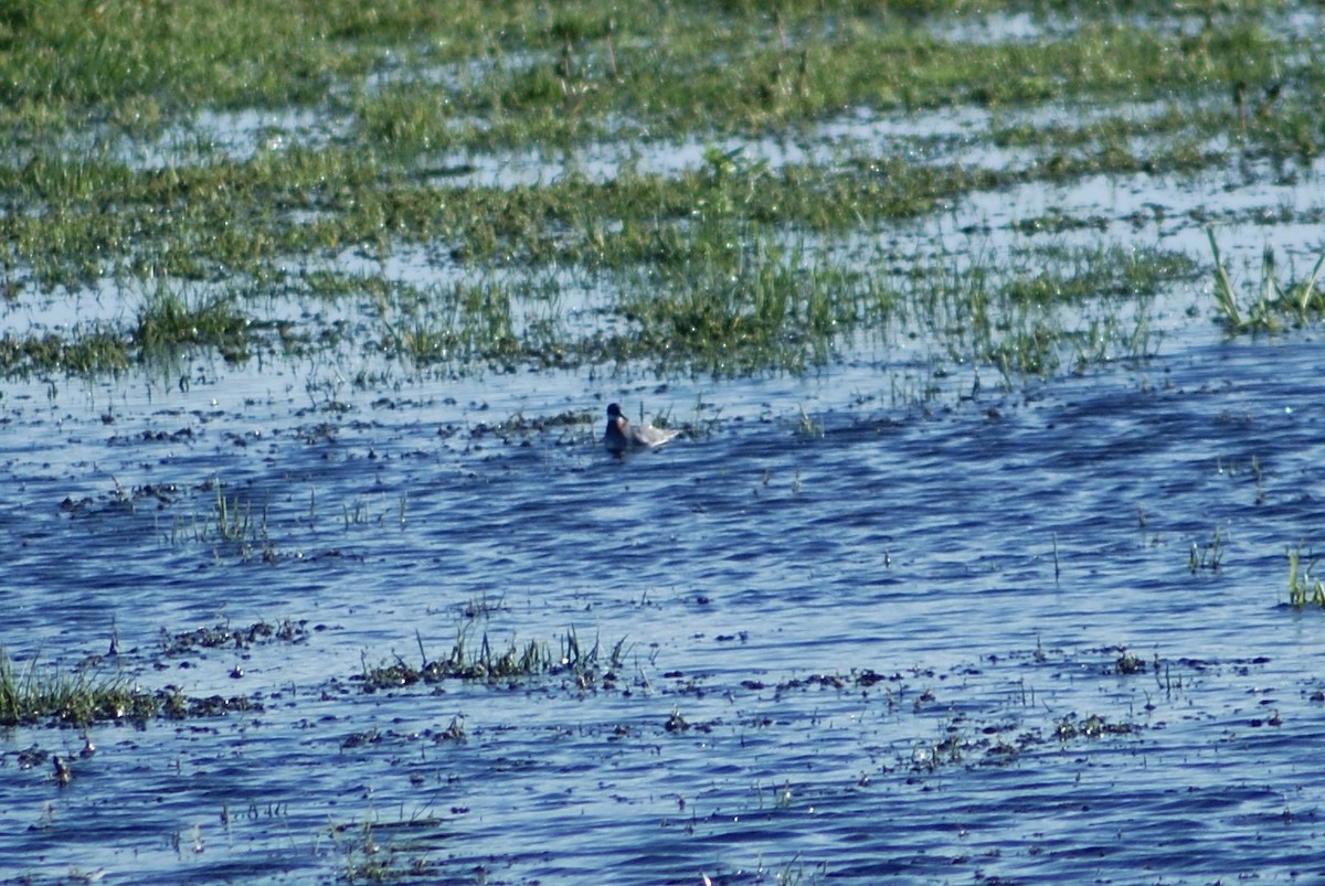 Phalarope à bec étroit - ML237141051