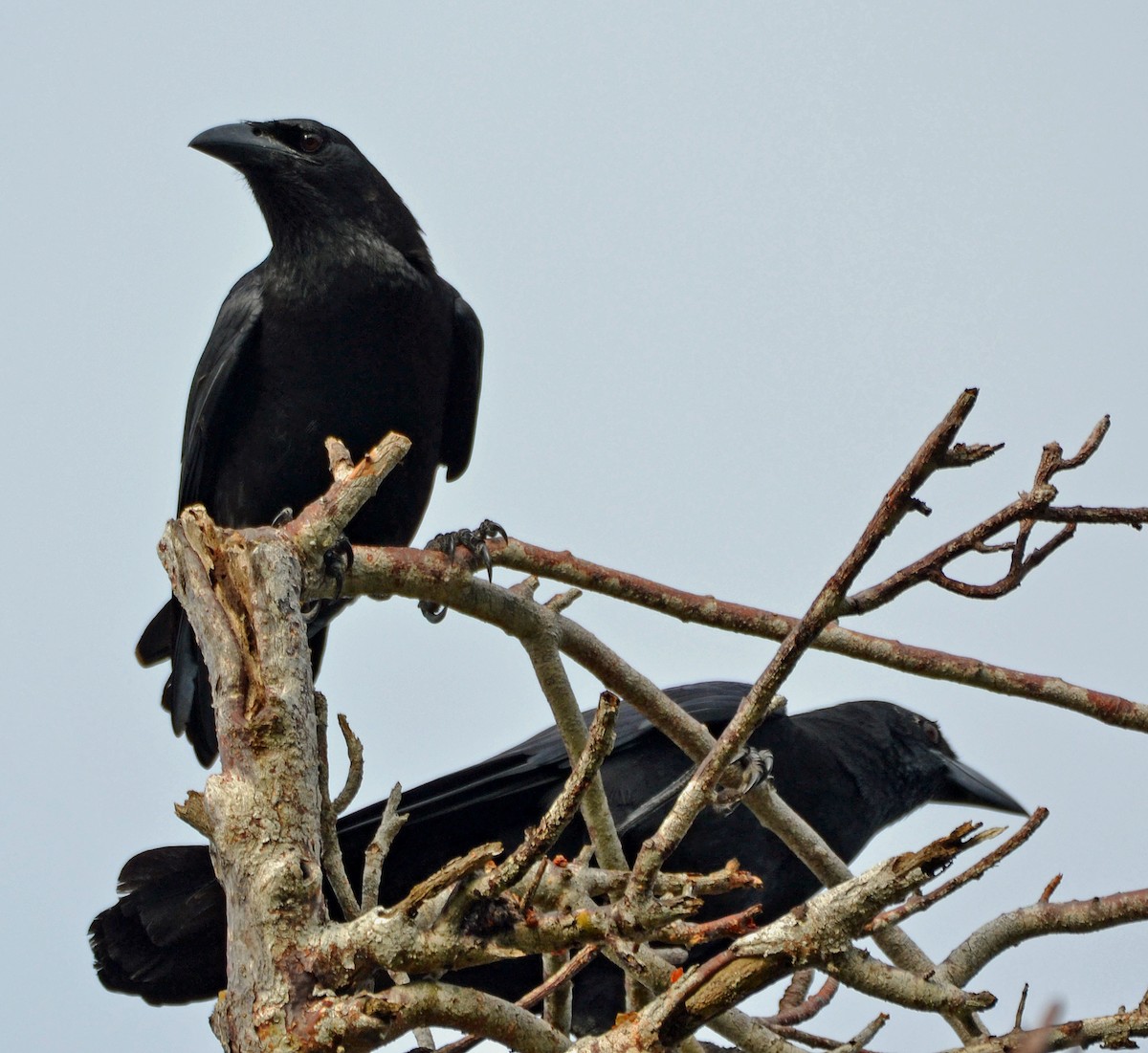 Cuban Crow - ML23714431