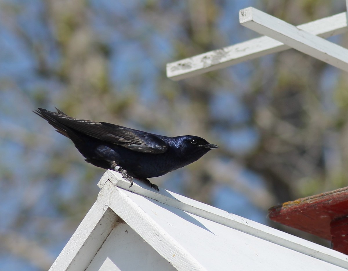 Purple Martin - ML237144661