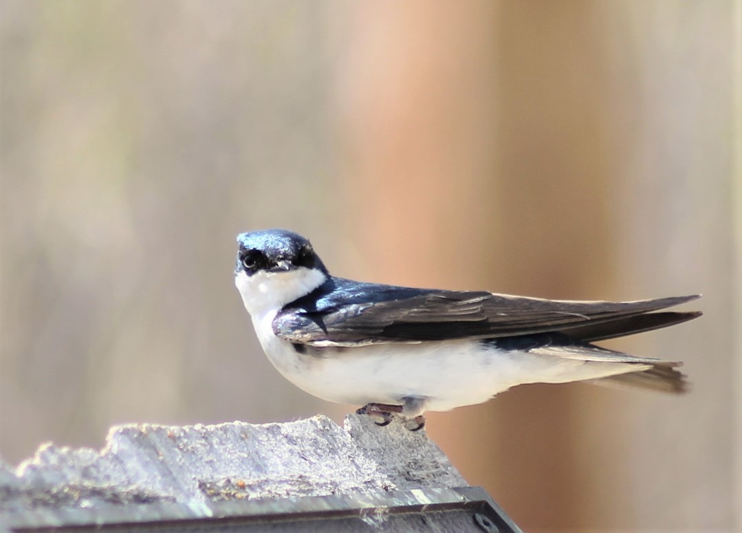 Tree Swallow - ML237144781