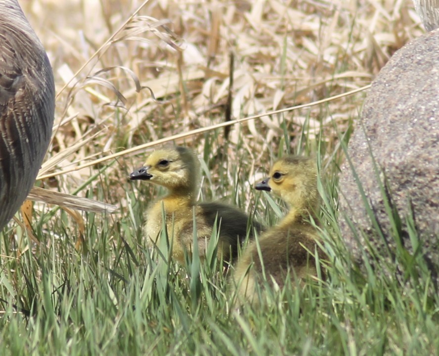 Canada Goose - ML237144821