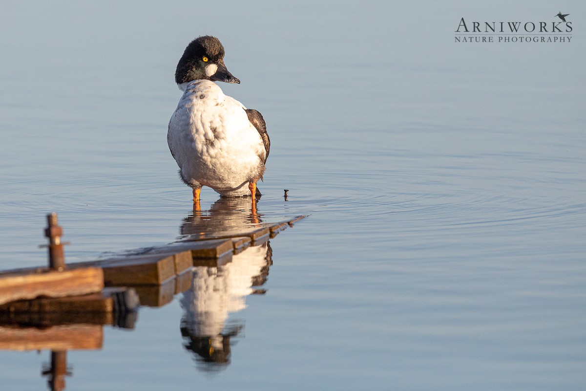 Quattrocchi - ML237145841