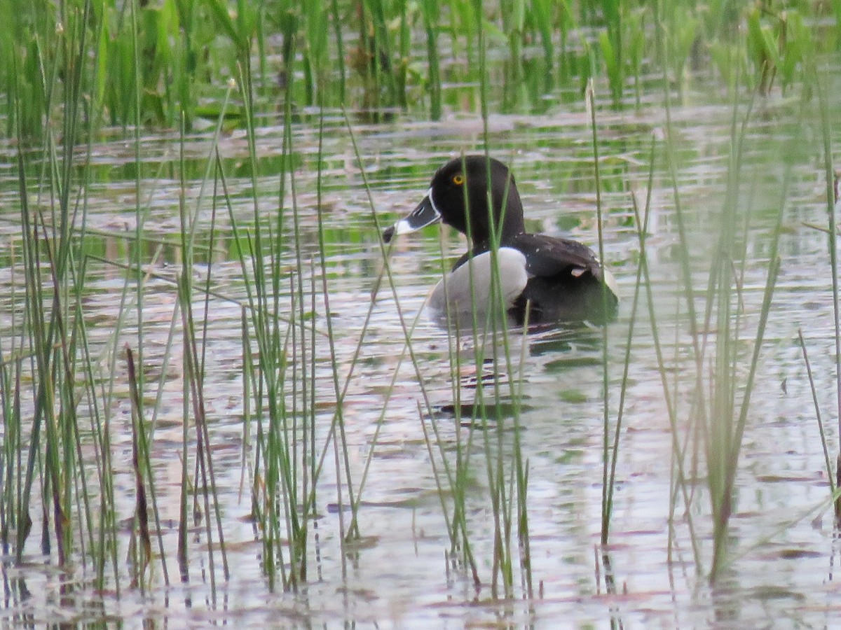 Ring-necked Duck - ML237146161