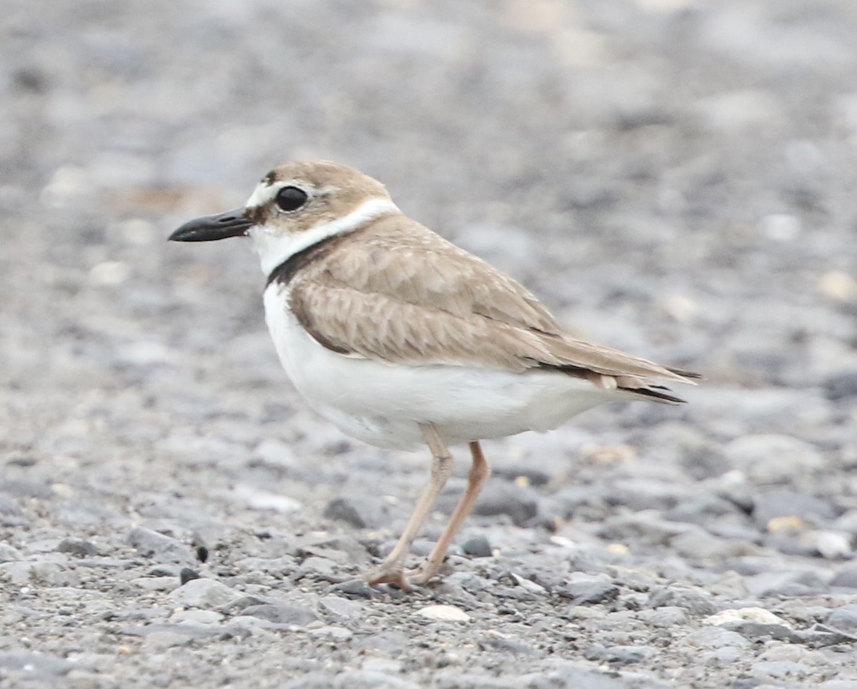 Wilson's Plover - ML237146251