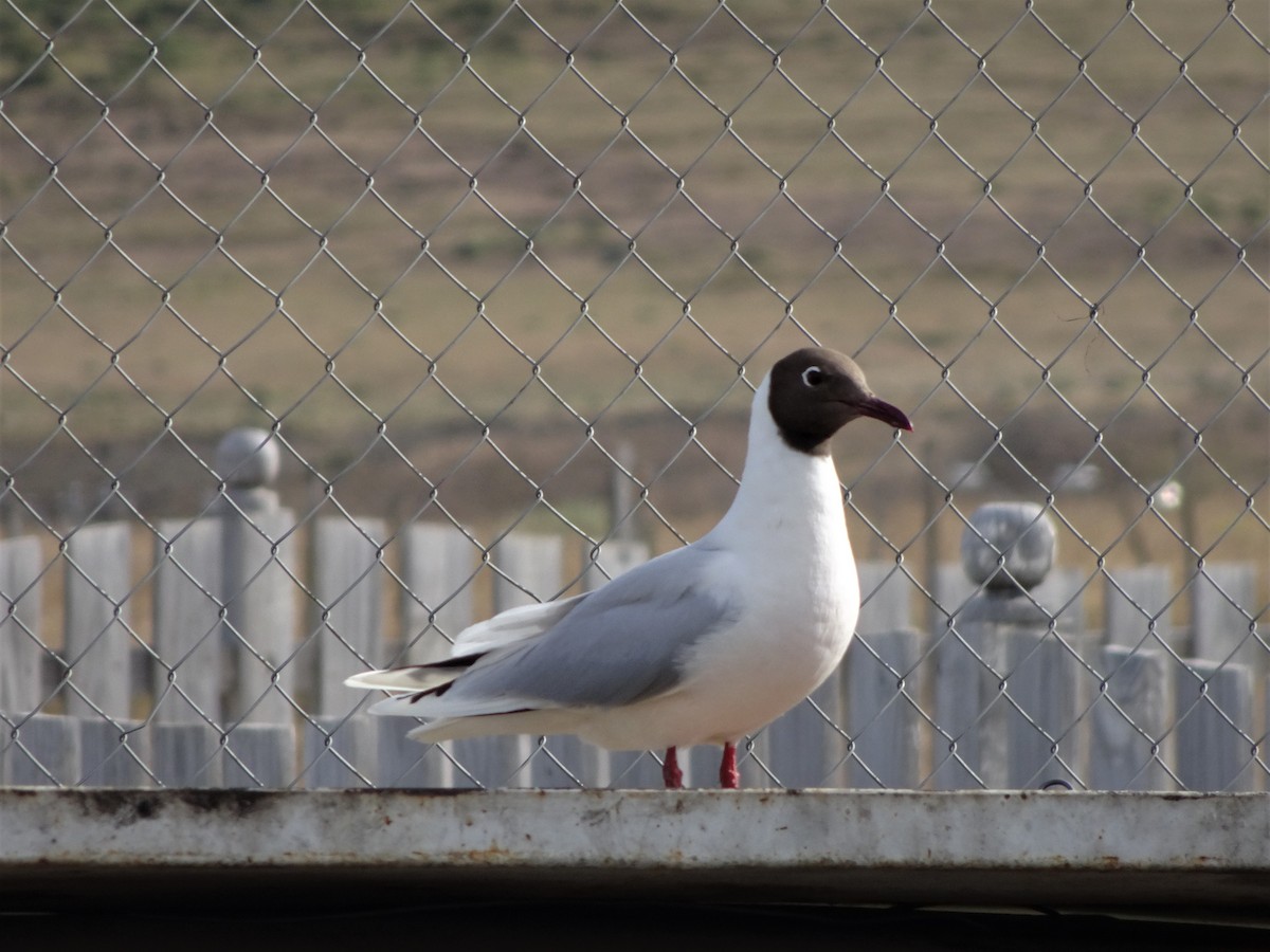 Brown-hooded Gull - ML237147651